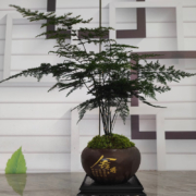 概率券，京喜APP：香昔庄园 文竹盆栽（舍得盆+文竹+底座）