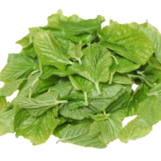 plus会员：沃绣 蚕卵蚕宝宝食物饲料 新鲜桑叶100g