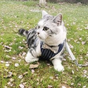 Hoopet 华元宠具 猫咪牵引绳 背心式防挣脱 项圈胸背带