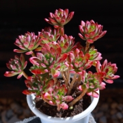 需领券：XuanLinMei多肉 红玉莲 单头X3颗
