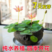 香昔庄园 碗莲水培植物花卉室内花好养四季开花水养荷花盆栽客厅 混色【遇水发芽开花】 碗莲已开口【25粒】+肥+泡大珠