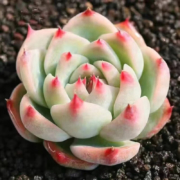 心卉如一绿植吉娃娃 单品+盆+土 包邮