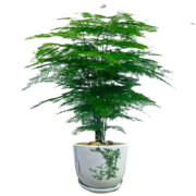 概率劵：心卉如一文竹盆栽带盆
