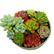 心卉如一 多肉植物盆栽组合 碧桃+淡雪+吉娃娃+蓝苹果+4盆+土