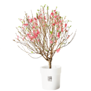 PLUS会员：FlowerPlus 花加 桃花切枝6枝