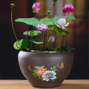 京喜特价APP：姬卉 荷花莲藕种根苗  混色2棵