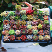 概率券：心卉如一多肉植物盆栽组合 10棵多肉+10个盆