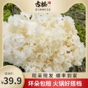 世界上W1的“阳光蘑菇”，古松 新鲜绣球菌干巴菌 500g装