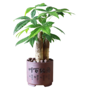 概率券:开时果 发财树+原生盆