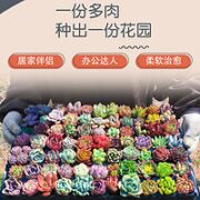 易囍艺 多肉植物盆栽多肉3颗（不含盆土）