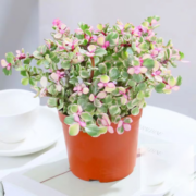 雪束5棵玫瑰花苗老桩四季开花盆栽地载花卉观花植物室内室外花蔷薇 5棵玫瑰花苗老桩