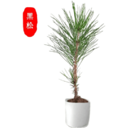 XuanLinMei 文竹盆栽 绿植 黑松3年苗1棵 不含盆
