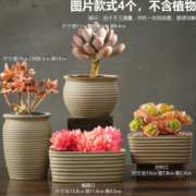 仟尚亿 花瓣马卡龙多肉 随机2个装