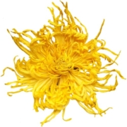 菊花茶金丝皇菊黄菊一朵一杯胎菊去火非特级金银花正品官方旗舰店