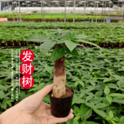 有券的上：发财树盆栽 单杆发财树