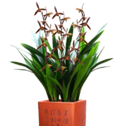 需领券、京东PLUS：劉閣蘭花 兰花苗 花卉阳台盆栽绿植 墨玉2苗 加盆土肥说明书