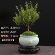 概率券，京喜APP：香昔庄园 小叶赤楠盆景 青瓷兽头+苔藓+底座