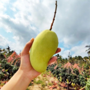 韶云山 生芒果一级 带箱5斤金煌果王(约500-600g)