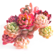 概率券：多肉植物盆栽  3棵不重复+1包土