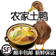 京东特价APP、概率券：鑫同惠 农家散养鸭子 单只1kg 2只装