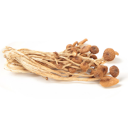 京喜特价app：山鲜森（SHAN XIAN SEN）  福建古田茶 茶树菇150g