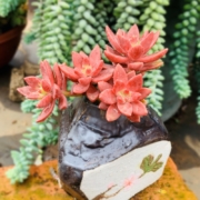 XuanLinMei 多肉植物组合 绿植花卉 布丁多头 不含盆