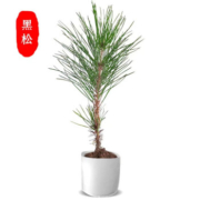 轩林美 文竹盆栽  单颗装（不含盆）