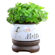 概率券:开时果 薄荷盆栽可食用 原生白盆（赠 复合肥）