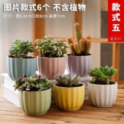 仟尚亿 多肉花盆 粗陶透气马卡龙花瓣6个 中等