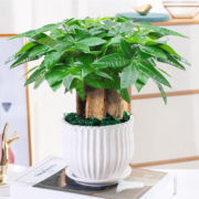 发财树盆栽易活植物室内客厅绿植小盆景
