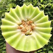 潼城鲜 玉菇冰淇淋甜瓜 带箱5-6斤优选装(2-3个)