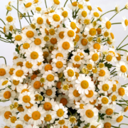 PLUS会员：沙龙生花 小雏菊鲜切花一扎 200g