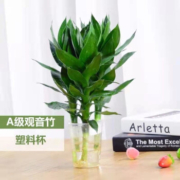 京喜APP：香昔庄园 水培观音竹3支+简易杯