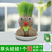 春速 草头娃娃小盆栽（送盆栽+肥料）