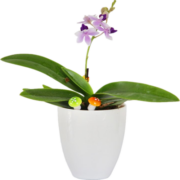 欧悟蝴蝶兰花苗盆栽室内观花植物桌面阳台年宵花卉四季开花绿植花卉 韵气蝴蝶兰+透明原盆+原土