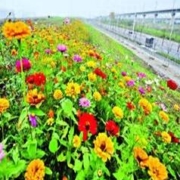 概率券：萌蕴 耐寒多年矮生野花组合 1000粒+2包肥
