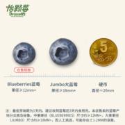 【罗永浩推荐】Driscoll's怡颗莓云南蓝莓中果125g*6盒