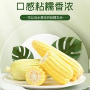 园侬鲜 即食非转基因白糯玉米 8棒*300g/2400g