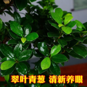 上榕树盆景植物老桩苗室内造型小叶榕中式盆栽净化空气好养绿植  榕树+冰裂盆+底座 1盆