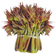果仙享 新鲜香椿 红油露天香椿新鲜蔬菜 500g