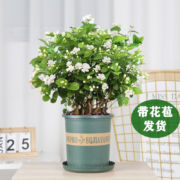 茉莉花苗盆栽  6年苗5棵