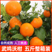 沃柑新鲜水果广西武鸣一级大果10斤沙糖蜜橘砂糖柑橘桔子橘子整箱