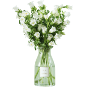 花加（flowerplus）【基地直发】单品鲜花云南昆明玫瑰花束百合向日葵精致瓶插鲜切花 风铃草1扎