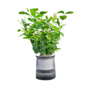 欧悟  茉莉花 盆栽