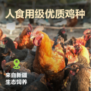 网易天成猫主粮烘焙猫粮1.8kg*4幼猫粮成猫粮无谷鸡肉味发腮营养