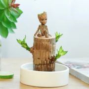 致荟树 巴西木水培植物 直径6cm