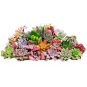 轩林美 室内绿植花卉多肉植物盆栽 多款植物可选