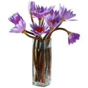 花加flowerplus 紫色睡莲 10枝
