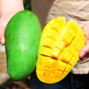 帮农日记 现摘新鲜金煌青芒果 5斤