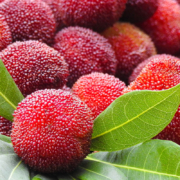 预售：浙江 仙居东魁杨梅2kg